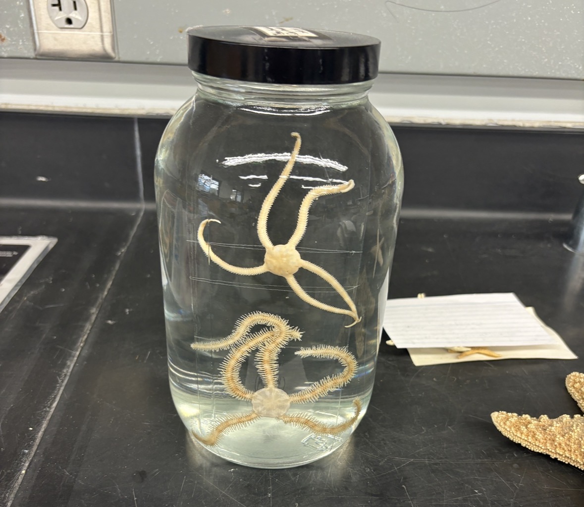 <p>Name the phylum and class</p>