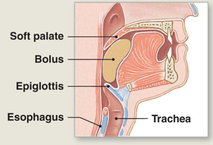 <p>Step 1 of mouth propulsion </p>