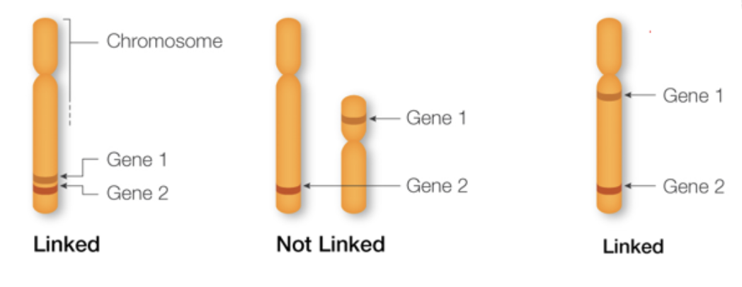 <p>all genes with loci on the same chromosome</p>
