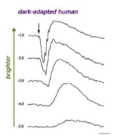 <p>Use a dim flash → stimulates rods only (cones less sensitive).<br>As flash intensity increases, both amplitude and implicit time systematically change (cones respond faster, rods saturate).<br>→ Useful for assessing rod pathway integrity under scotopic conditions.</p>