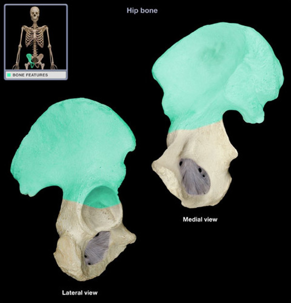 <p>pelvis - lateral</p>