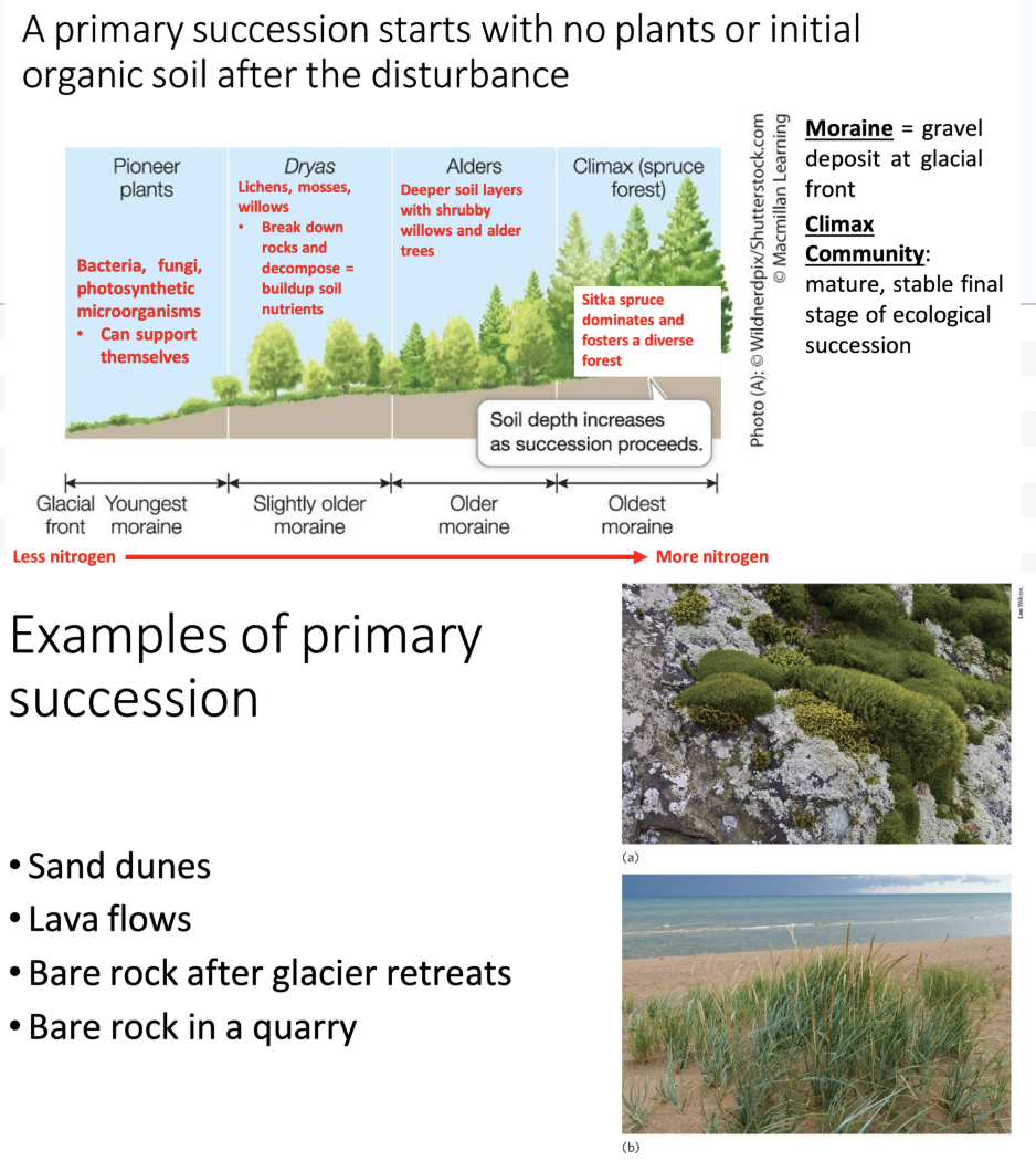 <ul><li><p>The period right after the disturbance, with no soil or plants is called the <strong>primary succession</strong>.</p><ul><li><p>As time passes, moraine, gravel deposit at glacial front, gets older, and more nitrogen is emitted a community starts to form again.</p><ul><li><p><strong>Moraine </strong>= gravel deposit at glacial front</p></li></ul></li><li><p>Primary successions include sand dunes, lava flows, bare rock and glacier retreats, and bare rock in a quarry.</p></li><li><p>Once the community is rebuilt, this is called climax.</p><ul><li><p><span><strong>Climax Community</strong>: mature, stable final stage of ecological succession</span></p></li></ul></li><li><p>“<span>Start with primary succession. Pioneer plants/species don’t require much to thrive, and can live off of their own. Once it’s more habitable, more species can come into being sustained/survive. Older and more established in Alders helps encourage new inhabits. The climax forest is the mature final stage of ecological succession.”</span></p></li></ul></li></ul><p></p>
