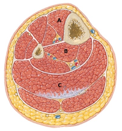 <p>Identify A-C (Leg)</p>
