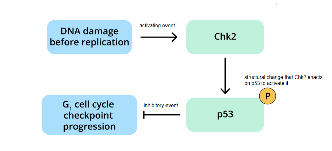 <ol start="4"><li><p><span style="background-color: transparent;">The mutant Chk2 protein can no longer phosphorylate p53.</span></p></li><li><p><span style="background-color: transparent;">phosphorylated </span></p></li><li><p><span style="background-color: transparent;">NOTTTTT</span></p></li><li><p><span style="background-color: transparent;">arrest </span></p></li><li><p><span style="background-color: transparent;">2. </span></p></li><li><p><span style="background-color: transparent;">3.</span></p></li><li><p><span style="background-color: transparent;">replicated, S </span></p></li><li><p><span style="background-color: transparent;">Mutations </span></p></li></ol><p></p>