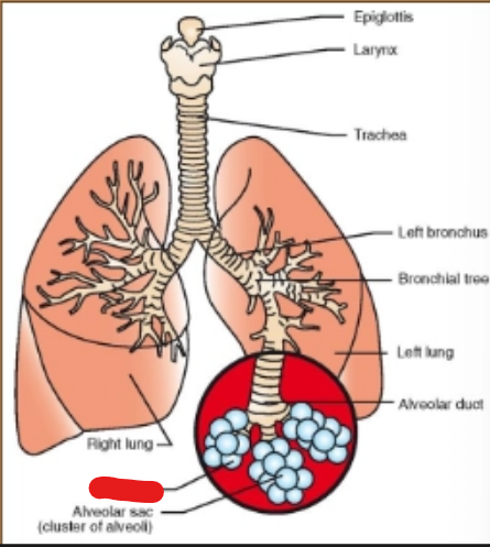 <p>what is it (Respiratory System)</p>
