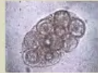 <p>Identify</p>