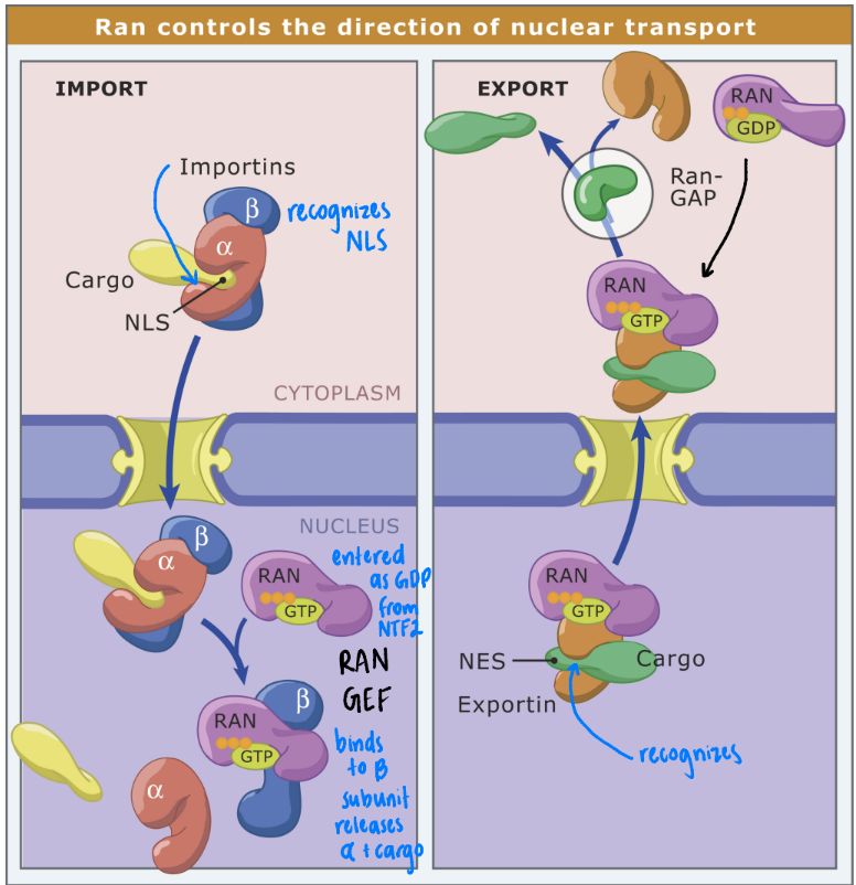 <ol><li><p><strong>Importin</strong> = nuclear import receptor → recognizes Nuclear Localization Signal (NLS) → binds to cargo molecule to be imported</p></li><li><p>Importin + cargo binds to Nuclear Pore</p></li><li><p>Importin + cargo transported through pore into nucleus</p></li><li><p>Importin + cargo encounter Ran-GTP in nucleus</p></li><li><p>Importin + cargo bounded to by Ran-GTP → cargo released</p></li><li><p>Importin + Ran-GTP → cytoplasm</p></li><li><p>Importin + Ran-GTP encounter RanGAP → Ran-GTP → Ran-GDP</p></li><li><p>Importin - Ran-GDP (released)</p></li><li><p>Ran-GDP → nucleus by <strong>NTF2</strong> (specific import receptor)</p><ol><li><p>Nuclear Transport Factor 2 = cytosolic protein → imports Ran-GDP from cytoplasm → nucleus</p></li></ol></li></ol><p></p>