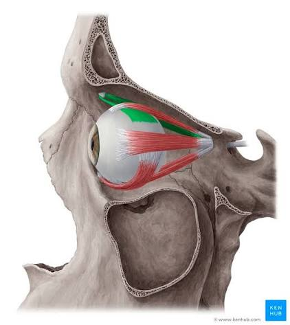 <p>What is the muscle highlighted in green</p>