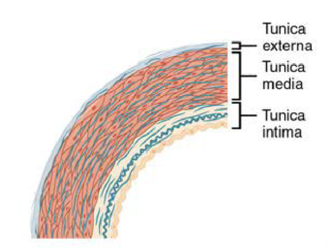 <ul><li><p>large vessels up to 2.5 cm in diameter</p></li><li><p>contain elastic connective tissues in media &amp; intima </p></li><li><p>tolerate pressure changes during cardiac cycle</p></li><li><p>can store pressure </p><ul><li><p>ex:</p><ul><li><p>aorta</p></li><li><p>brachiocephalic trunk </p></li><li><p>pulmonary trunk </p></li></ul></li></ul></li></ul><p></p>