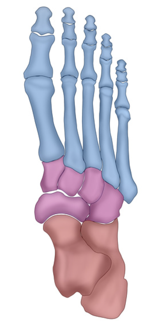 <p>What is the blue area called?</p>