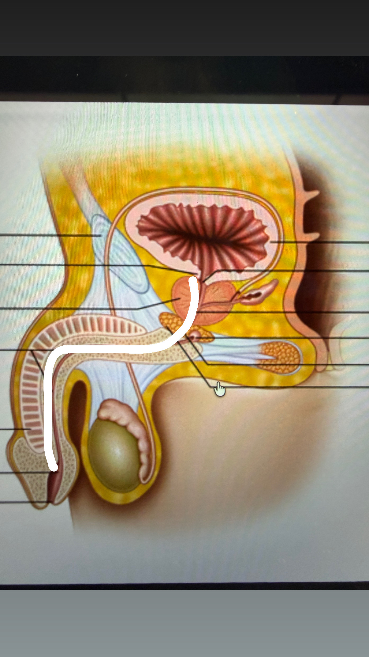 <p>tube that pee comes out of</p>