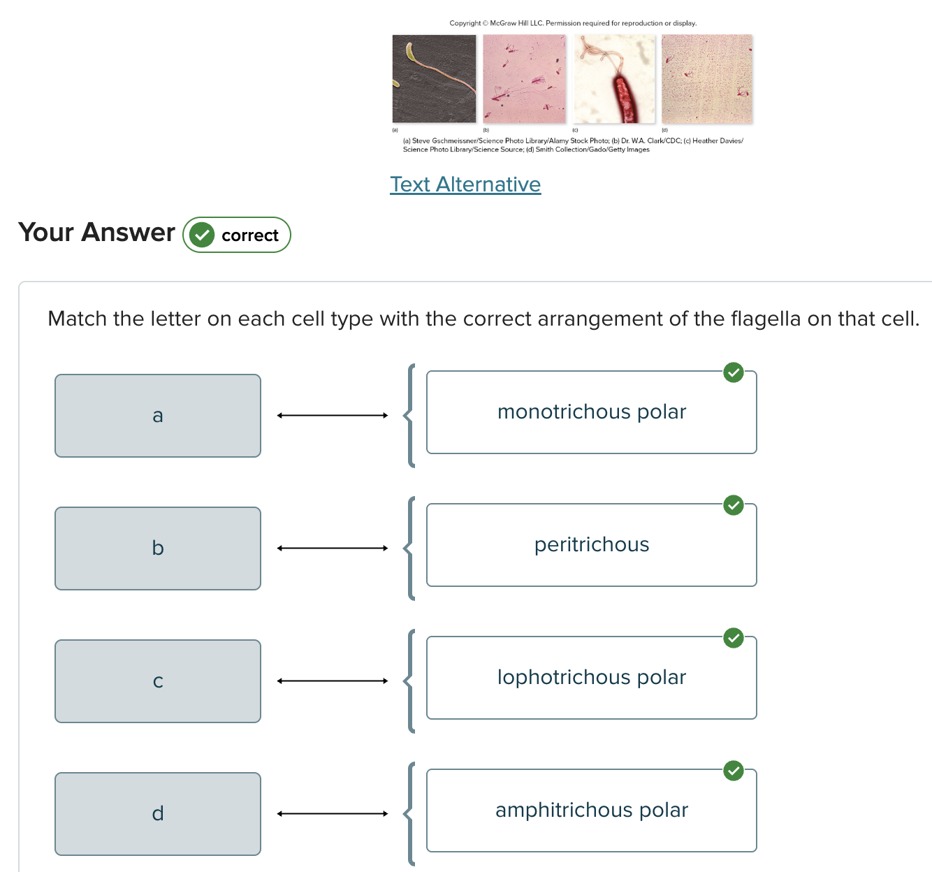 <p>Match the letter on each cell type with the correct arrangement of the flagella on that cell </p>