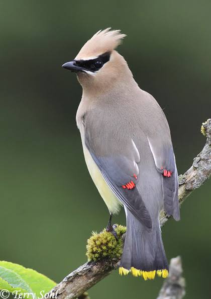 <p>Cedar Waxwing</p>