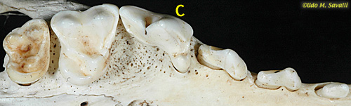 <p>Carnassial</p>