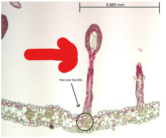 <p>What the shiz is this? </p>