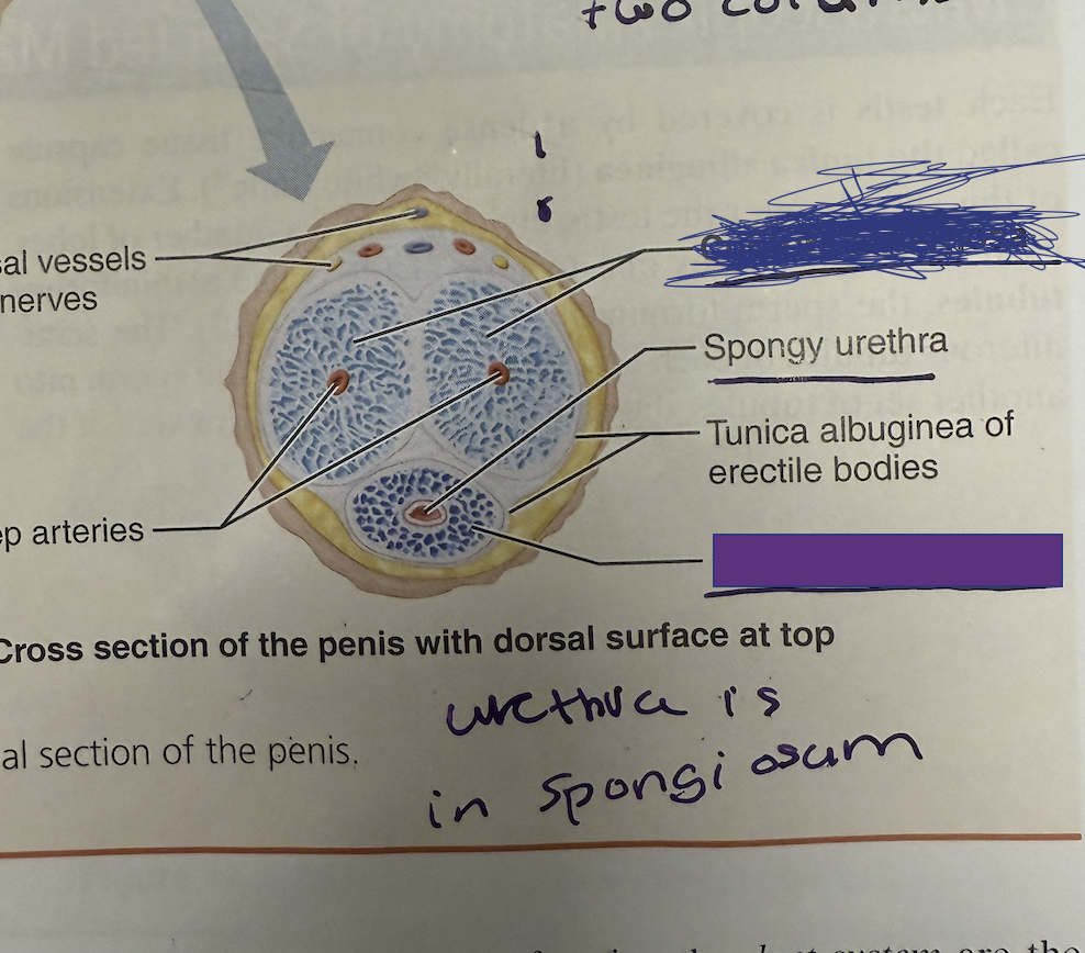 <p>Which is the spongiosum and which is the cavernosa </p>