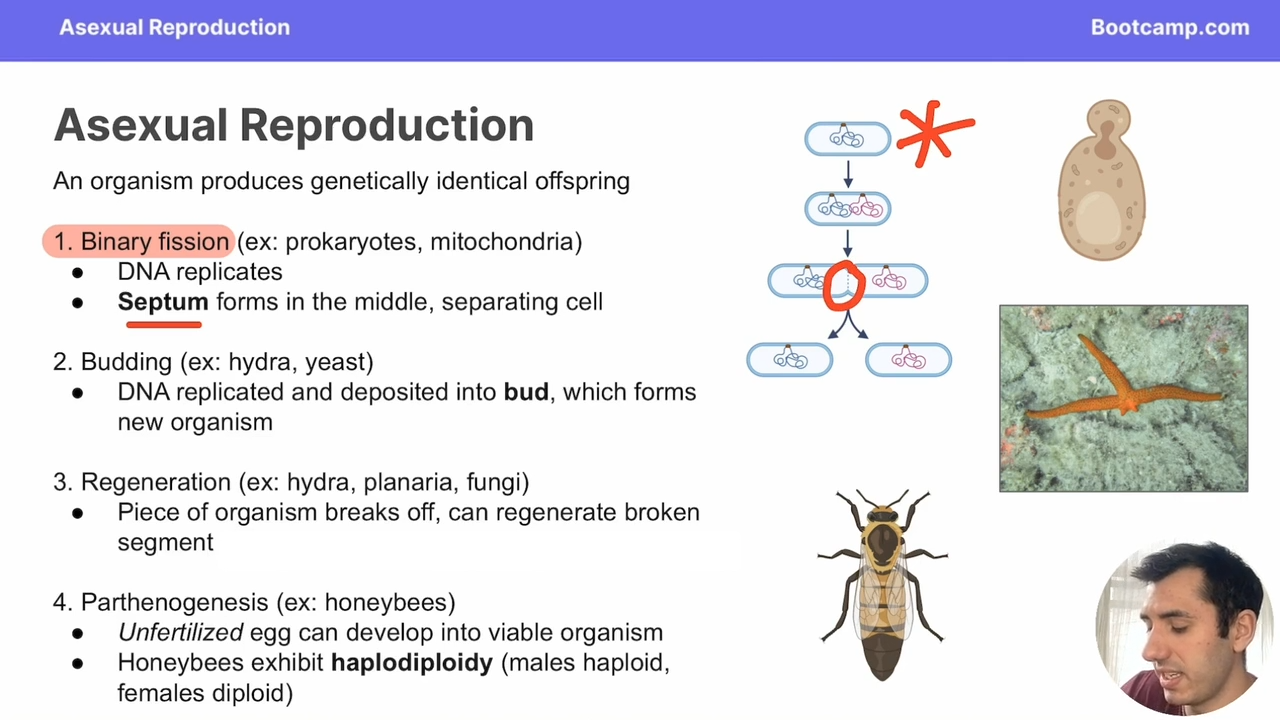 <p>asexual form of reproduction in which DNA is deposited into a bud, forming a new organism </p>
