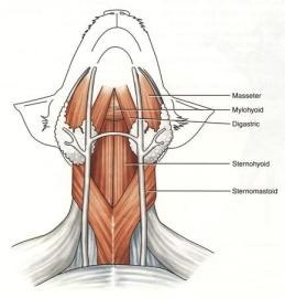 <p>Vertical strap muscles in the neck</p>