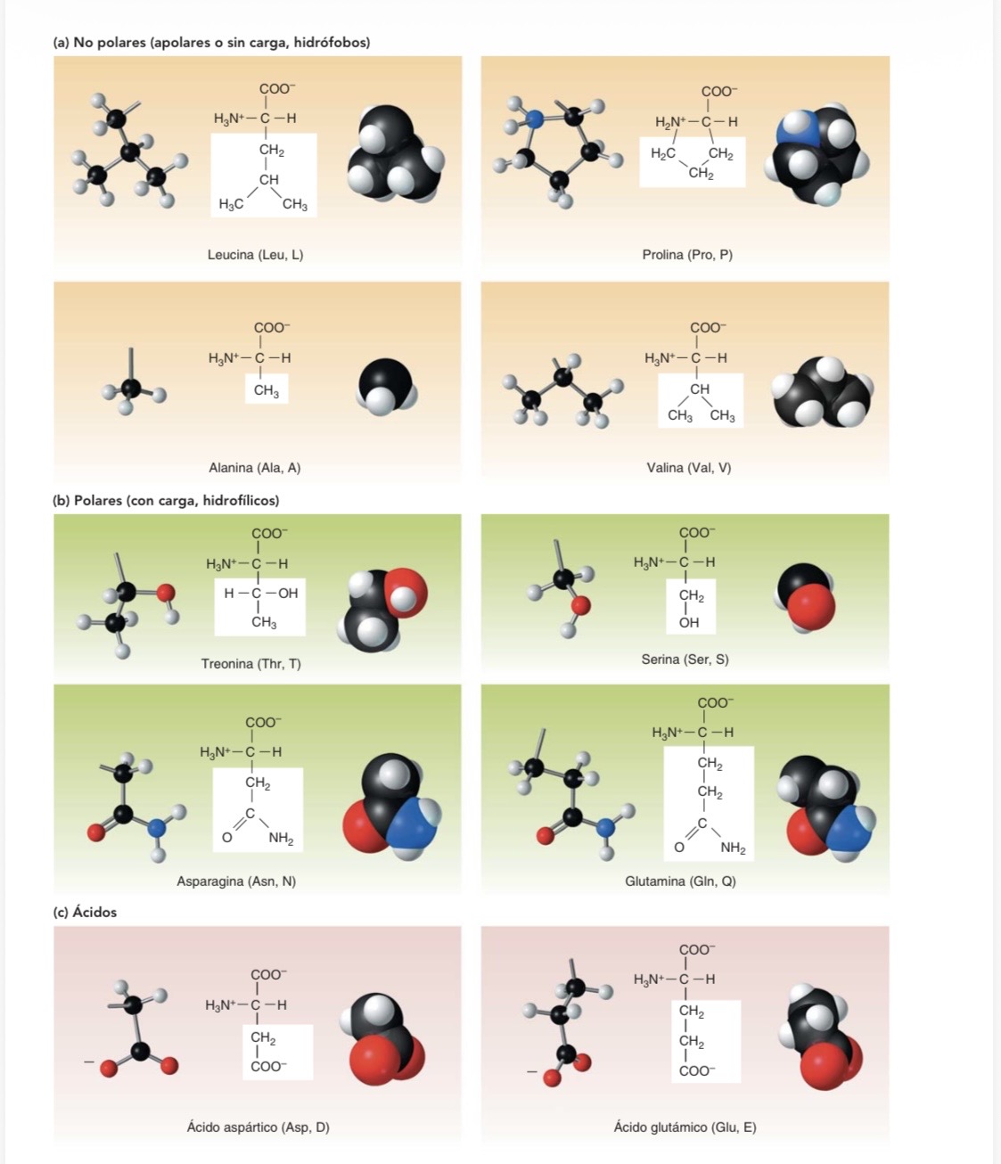 <p>Los aminoácidos esenciales para el ser humano son Isoleucina, leucina, lisina, metionina, fenilalanina, treonina, triptofano, valina e histidina </p><p>El enlace covalente resultante entre dos aminoácidos se llama enlace peptidico</p><p>Un péptico es el resultado de dos o más aminoácidos unidos</p><p>Y un polipéptido es una cadena de muchos aminoácidos unidos por enlaces peptidicos</p>