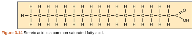 <p>saturated fatty acid</p>
