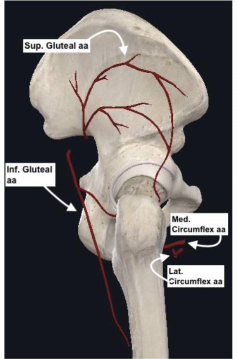 <p><span><strong>Medial</strong> and <strong>lateral circumflex arteries</strong></span></p><ul><li><p><span>Deep femoral artery</span></p></li><li><p><span>Supply hip capsule distally/anteriorly<br></span></p></li></ul><p><span><strong>Superior</strong> and <strong>inferior gluteal arteries</strong></span></p><ul><li><p><span>Supply hip capsule proximally/posteriorly</span></p></li></ul><p></p><p><span><strong>Femoral head</strong> supplied by <strong>medial circumflex artery</strong> and vessels through the <strong>ligamentum teres</strong></span></p><p></p>