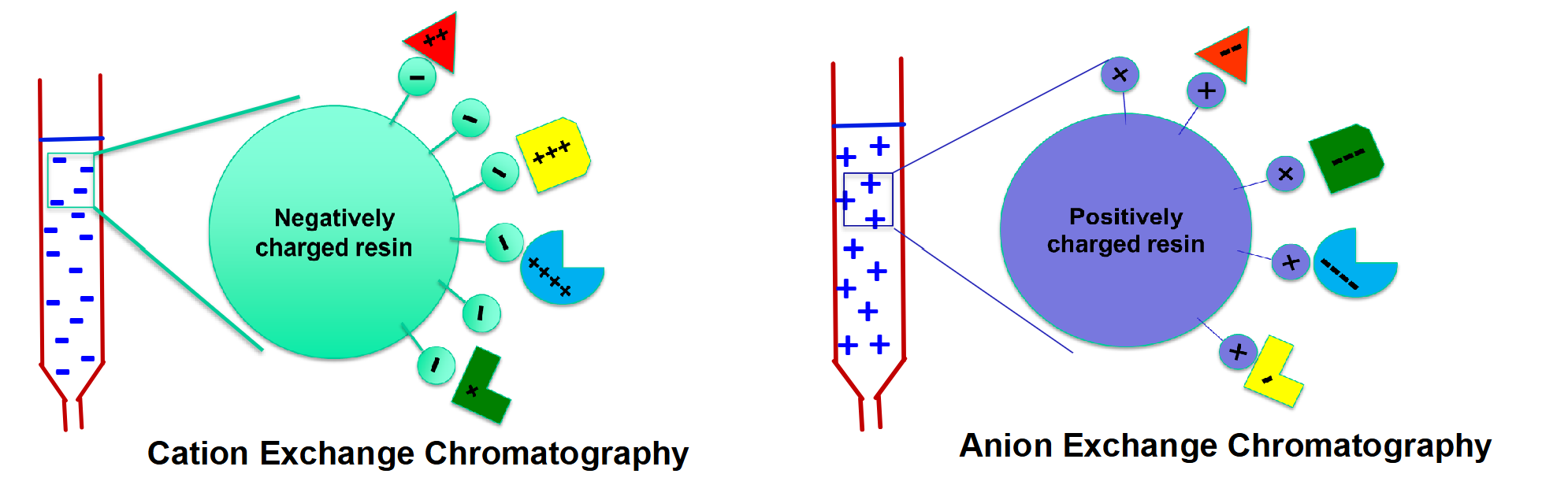 <ul><li><p><span>Separates on the basis of charge</span></p></li><li><p><span>Uses charged resins as stationary phase</span></p></li><li><p><span>Cation exchange Chromatography- resins contain negative groups, which bind positive molecules (cations)</span></p></li><li><p><span>Anion exchange Chromatography - resins contain positive groups, which bind negative molecules (anions)</span></p></li></ul><p></p>