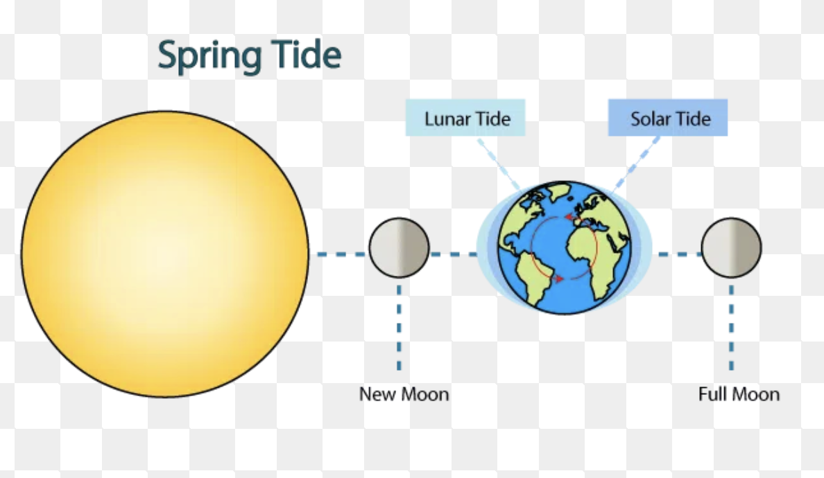 <p>what is a spring tide, when do they happen and why they cause the differences in tidal range on a monthly basis</p>