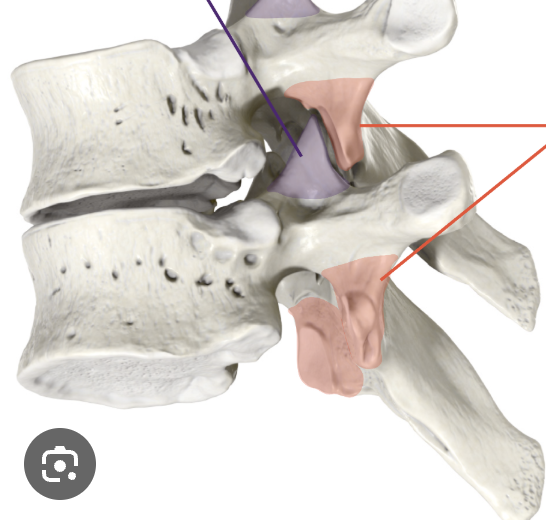 <p>whats the purple part? </p>