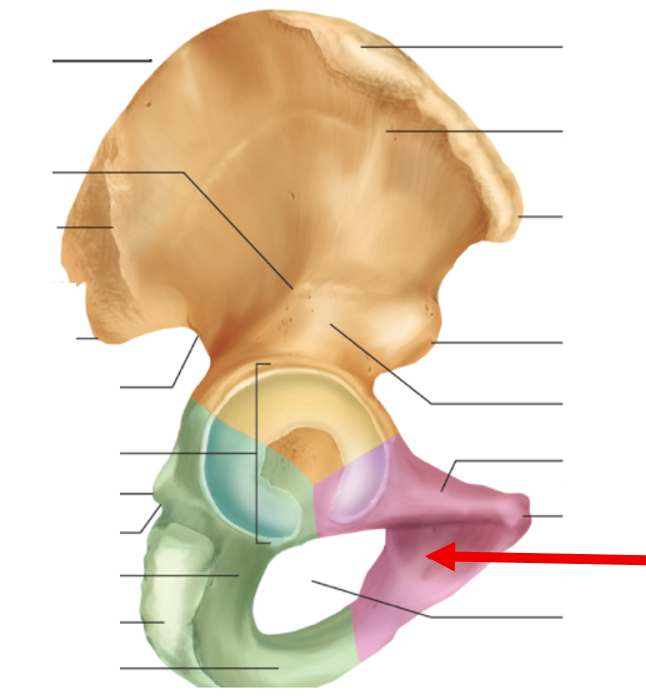 <p>Hip Bone</p>