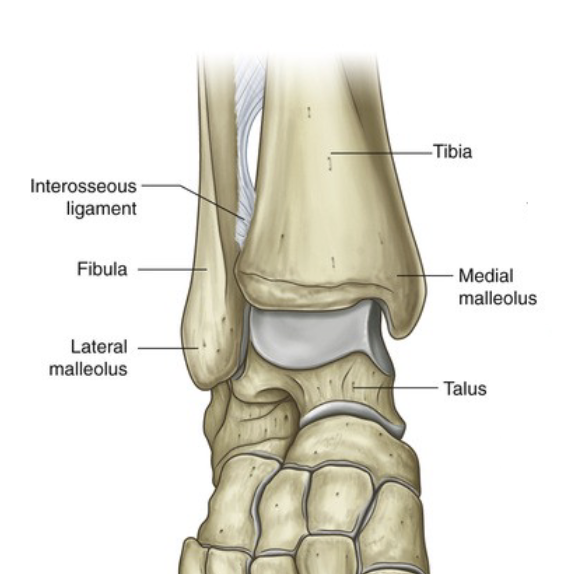 <p>Talocrural Joint</p>