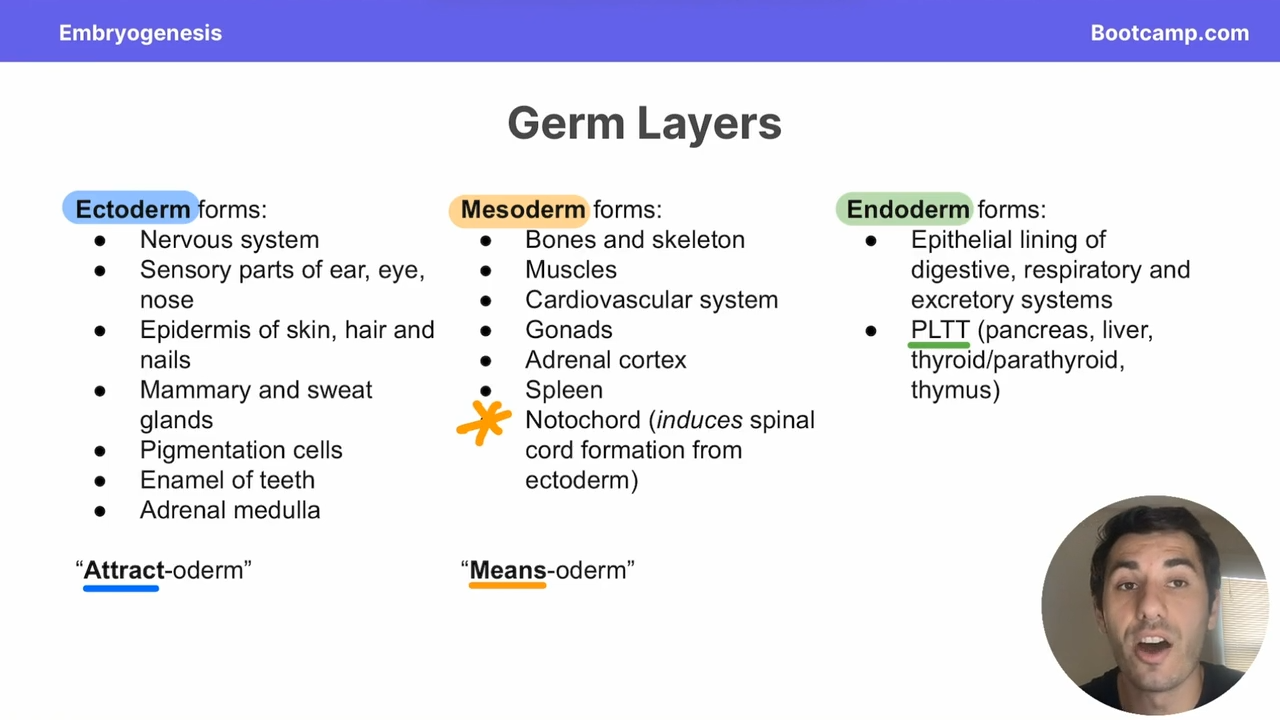 <p>Ectoderm</p>