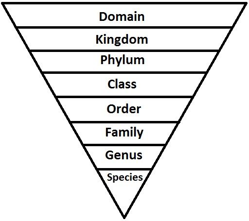<p>organisms become more related as they go down the scale, each group = taxon, binomical system = every organism has a Genus and Species name (eg Homo sapiens (humans))</p>