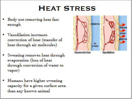 <p><strong>Heat stress:</strong> Occurs when the body isn't removing heat quickly enough.</p><p><strong>Vasodilation:</strong> Expansion of blood vessels, which increases heat loss through <strong>convection</strong>.</p><p><strong>Vasoconstriction:</strong> Narrowing of blood vessels, which reduces blood flow near the body's surface and helps conserve heat.</p><p><strong>Evaporation:</strong> Heat loss when water/sweat changes into vapor.</p><p><strong>Convection:</strong> Transfer of heat through surrounding air molecules. ANP206_Part 1 Lecture 3</p>