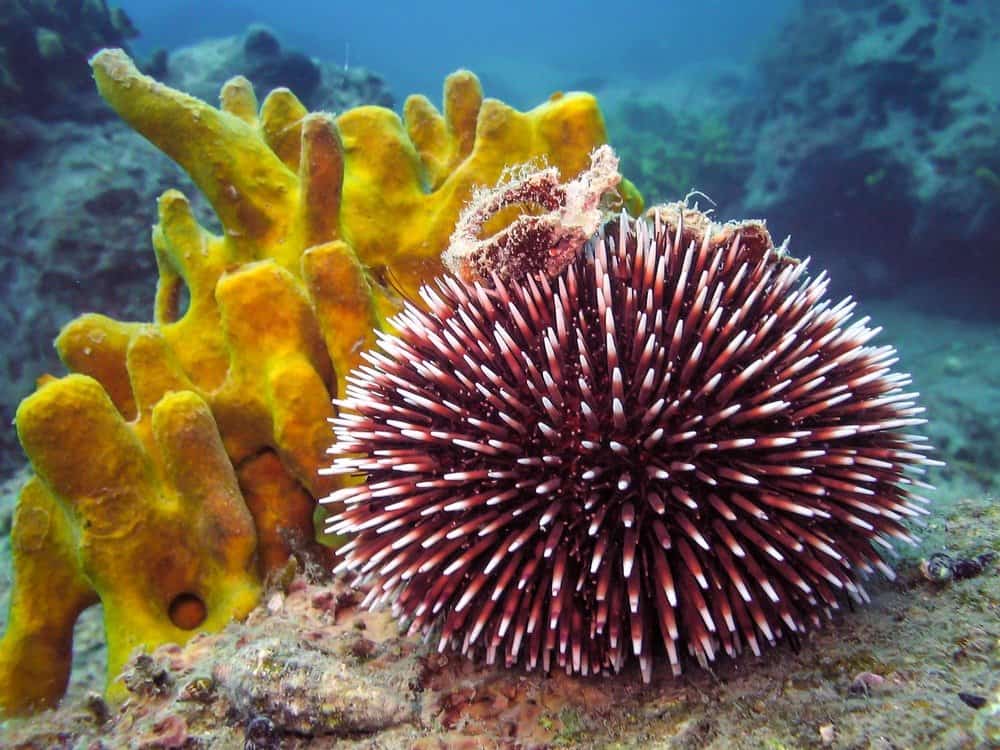 <p>Sea Urchin</p>