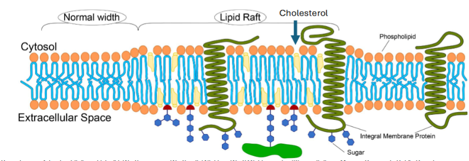 <p>Microdomains are “tiles” or regions of specific types of lipids.</p><ul><li><p>They are usually rich in cholesterol and sphingomyelins that organize proteins for various functions (signaling, transport, organization)</p></li><li><p>These segments are often called “<strong>Lipid Rafts</strong>” as these structures separate biochemical activities from the rest of the membrane creating distinct functional units.</p></li></ul><p></p>
