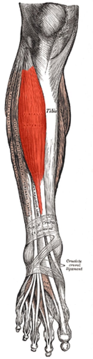 <p>origin: tibia</p><p>insertion: first cuneiform and first metatarsals</p><p>action: dorsiflexes and inverts foot</p>
