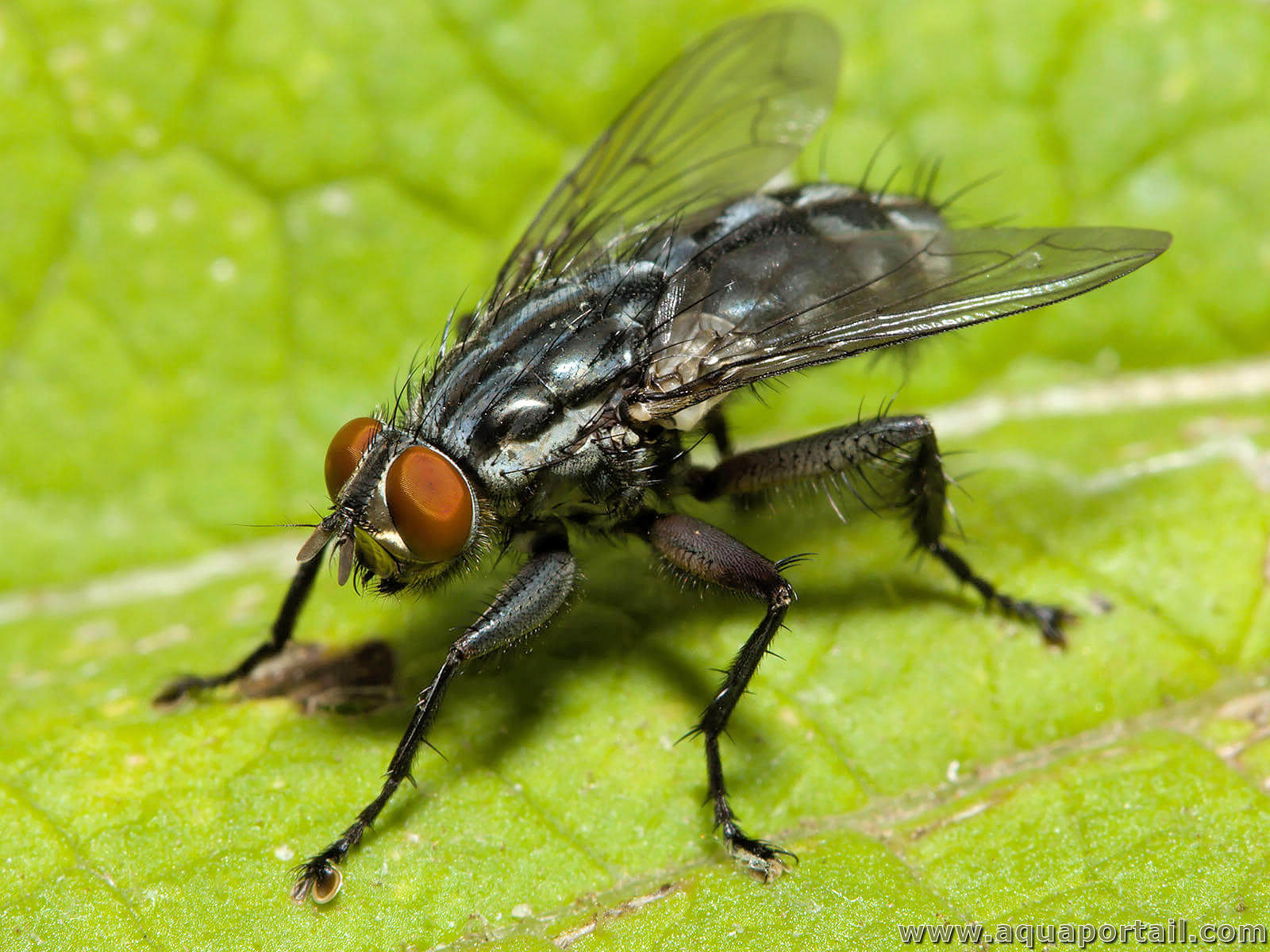 <p>fly</p>
