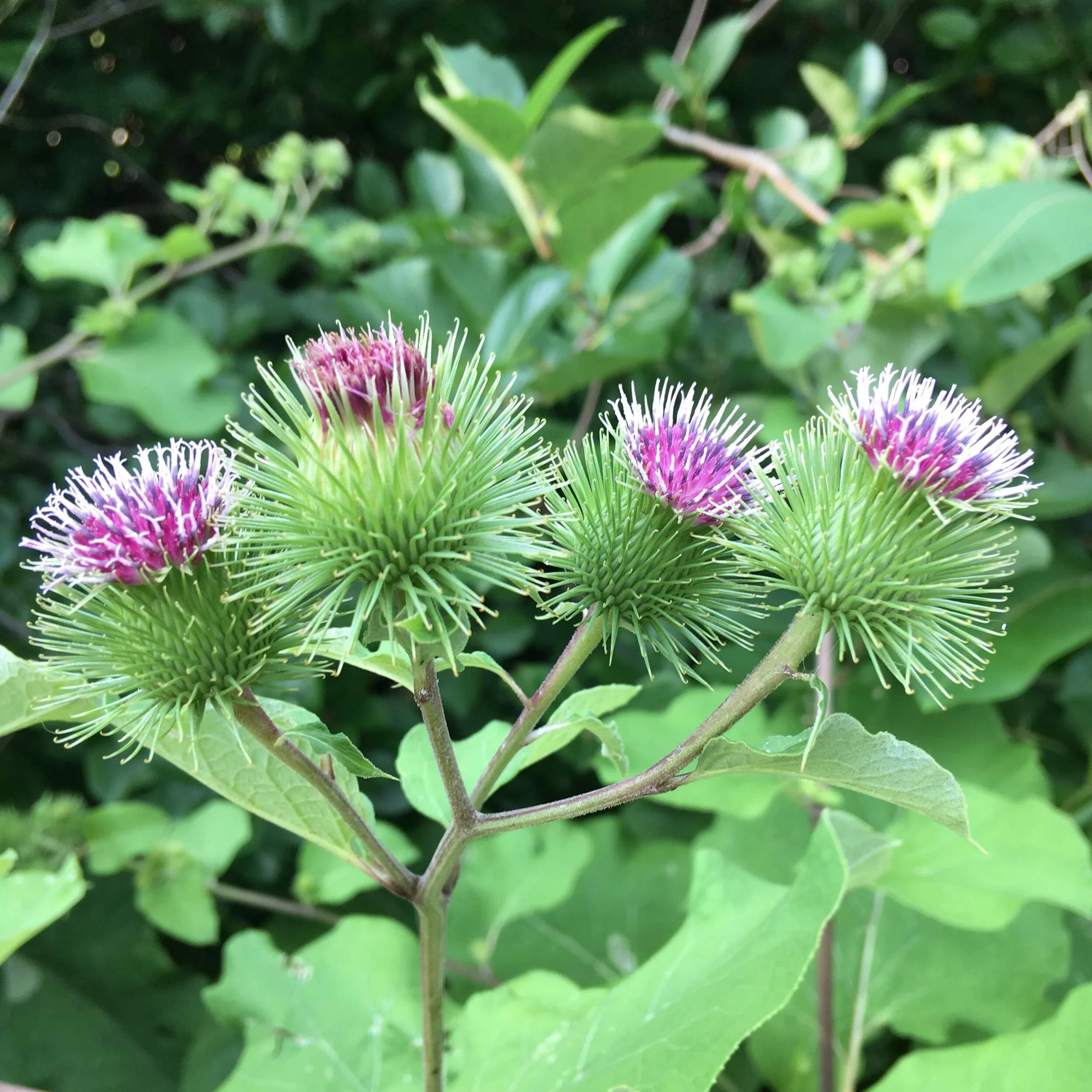 <p>Common Burdock </p>