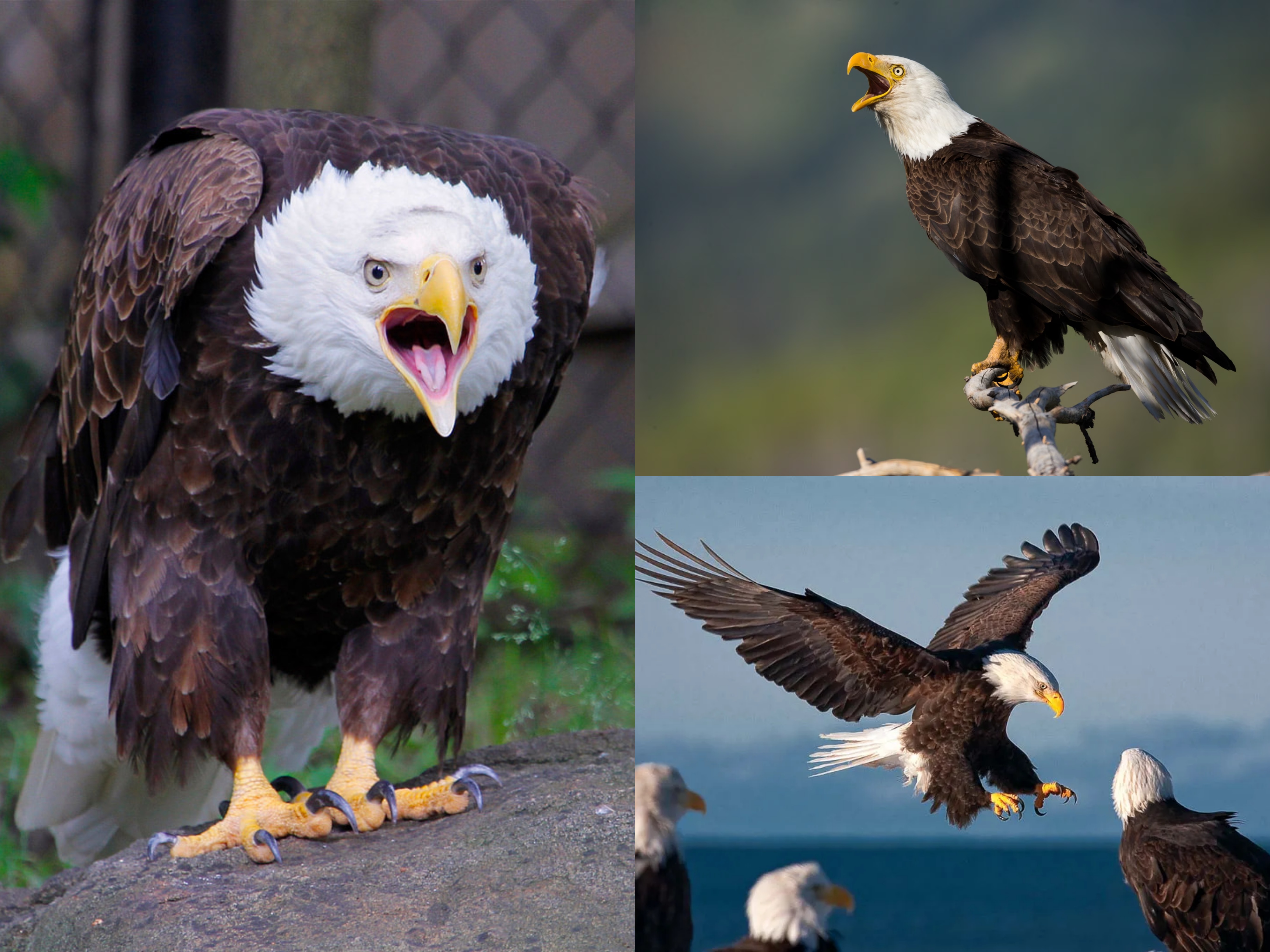 <p>Order: Accipitriformes</p><p>Family: Accipitridae</p><p>CN: Bald Eagle</p><p>Alpha Code: BAEA</p>