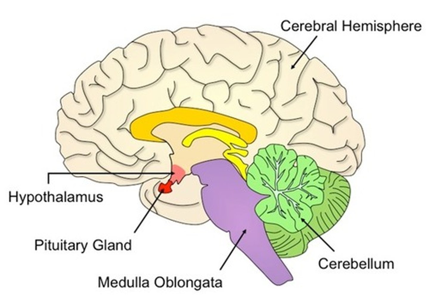 <p>Located at the base of the brain, it secretes hormones that regulate the function of other glands, ensuring coordinated regulation of body processes and homeostasis.</p><p>• secretes human growth hormone</p>
