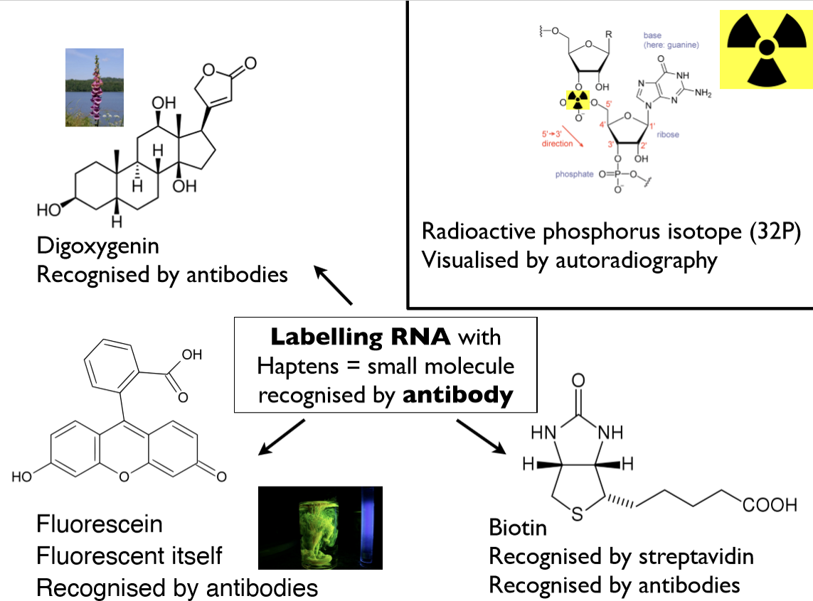 <ul><li><p>using haptens - that are recognised by Ab</p></li><li><p>e.g. Biotin in mRNA, fluorescent labled streptavin binds to biotin </p></li><li><p>e.g. Hapten is bound to by enzyme encouperated Ab enzyme makes a percipitate appear </p></li><li><p>also label using radioactive Pi so can be visulaed using autoradiography </p></li></ul><p></p>