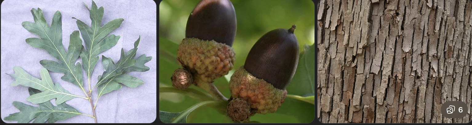 <p>Identify this tree</p>