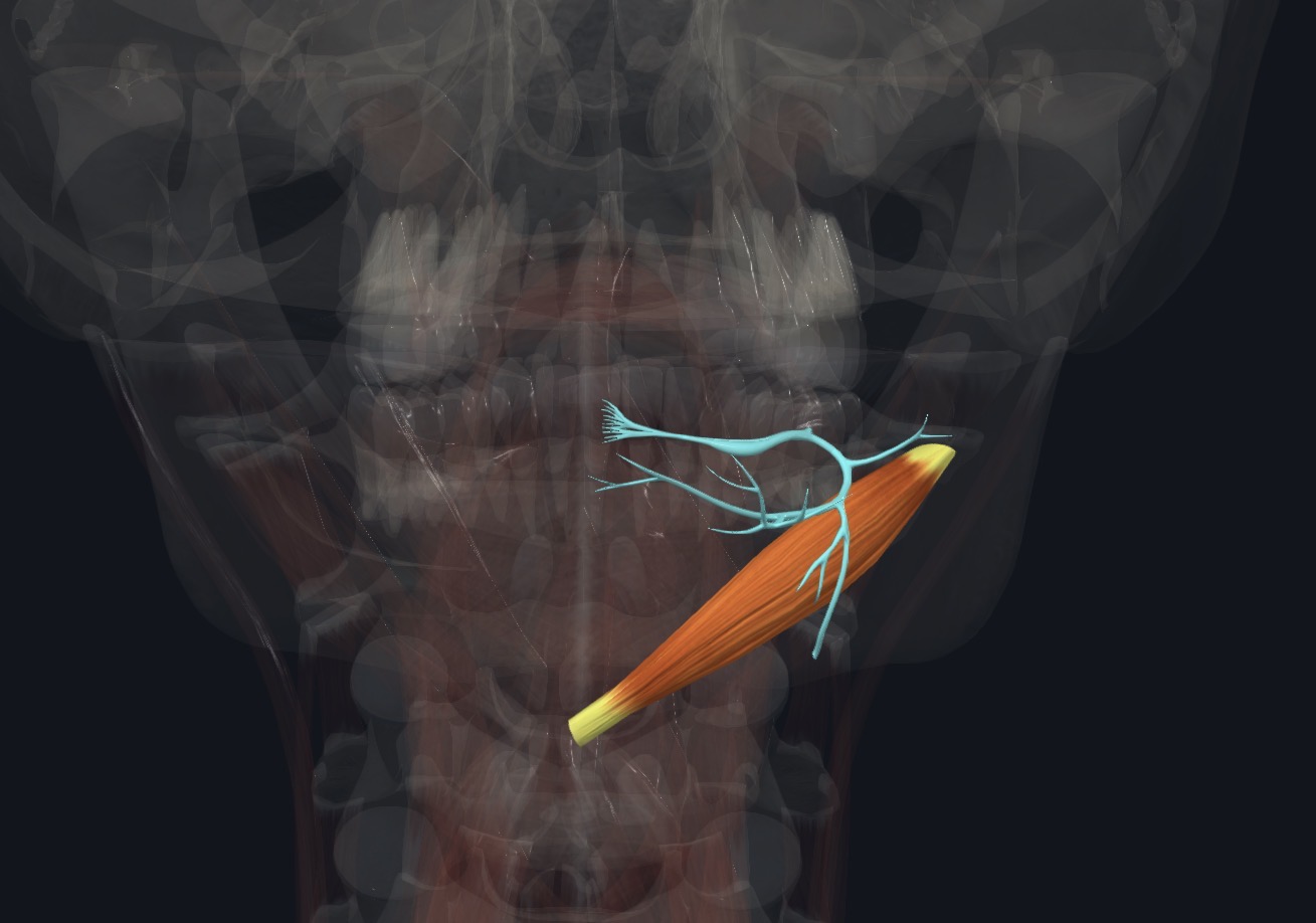 <p>Posterior ramus of C1</p>