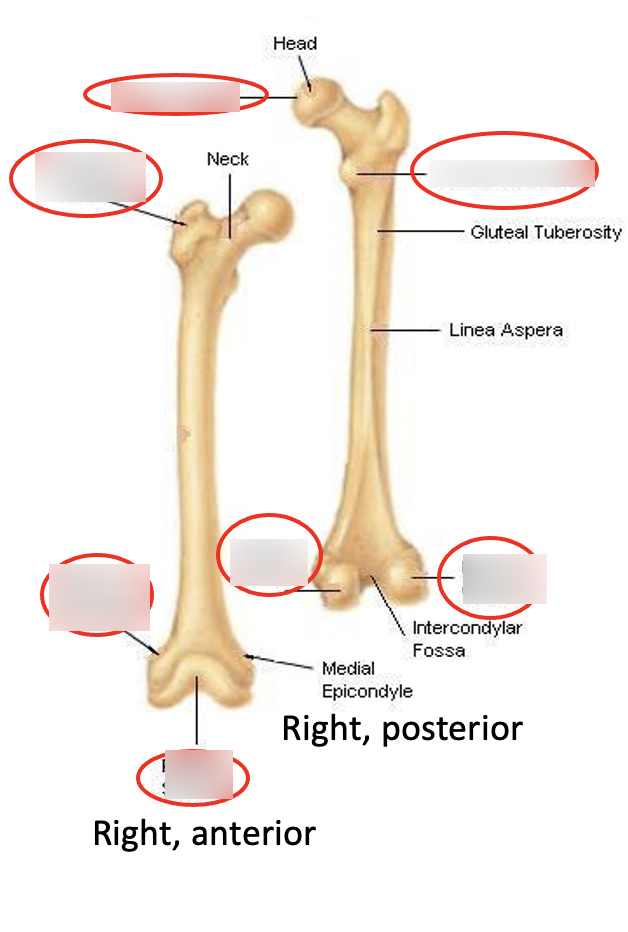 <p>Large, blunt, irregular surface</p>