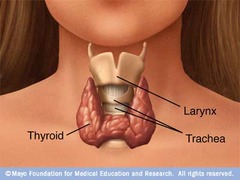<p>a butterfly-shaped glands that lies on either side of the larynx, just below the thyroid cartilage.</p><p>T3(triiodothyronine)- targets most cells, stimulates cellular metabolism</p><p>T4(thyroxine)- targets most cells, stimulates cellular metabolism</p><p>Calcitonin- targets bone and kidneys, lowers blood calcium</p>
