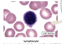 <p>type of leukocyte, cytoplasm lacks visible granules, contains large, round dark purple nucleus, thin ring of pale blue cytoplasm, most located in lymphoid tissues</p>