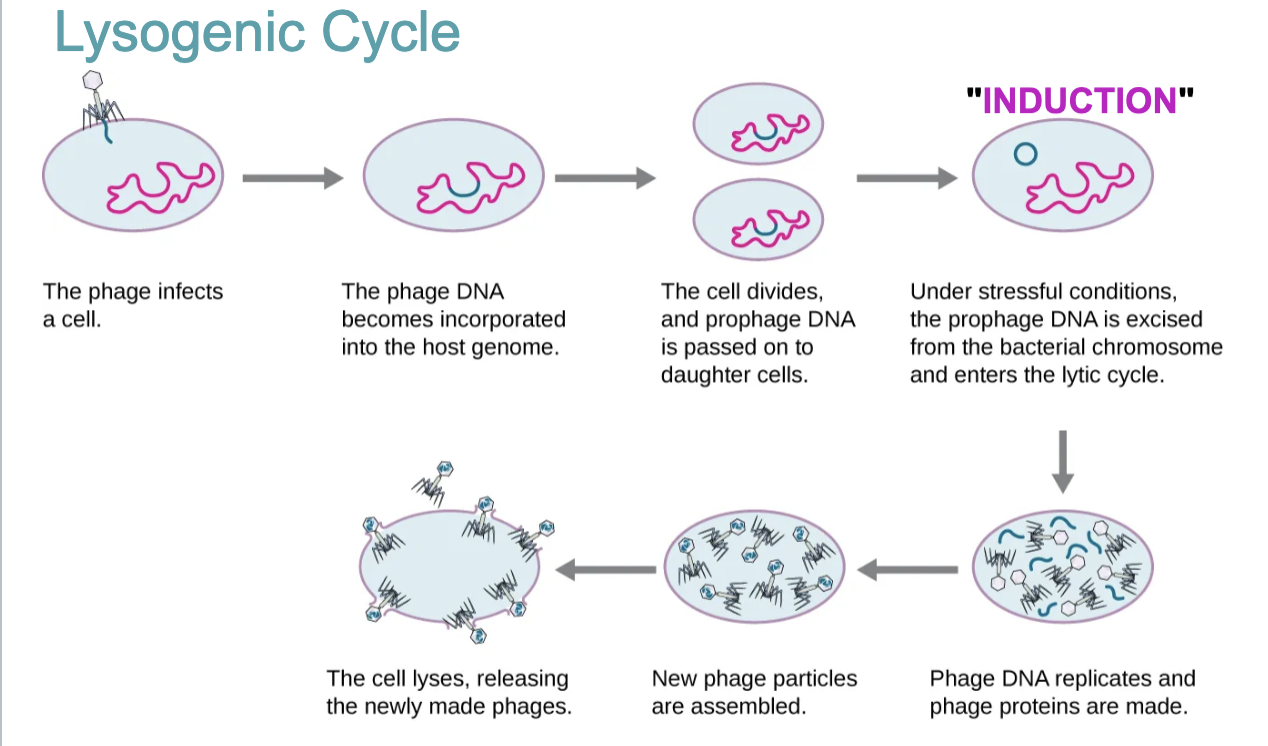 Lysogenic Cycle: Phage DNA is incorported in the host DNA, phage conversion, specialized transduction
