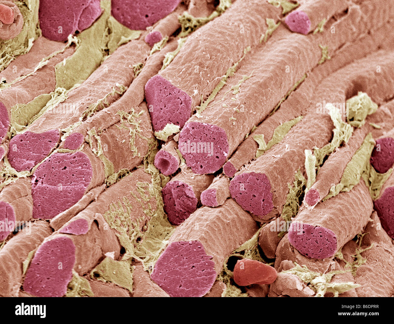 <p>What kind of human cell is this?</p>
