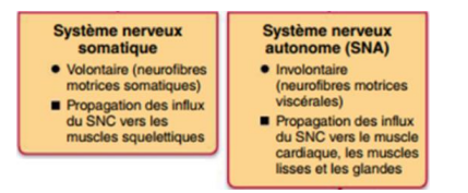 <p>Comprend :</p><ul><li><p>le système nerveux somatique, composé :</p><ul><li><p>des fibres nerveuses sensitives et motrices des nerfs rachidiens</p></li><li><p>des fibres nerveuses sensitives et motrices des nerfs crâniens</p></li></ul></li><li><p>le système nerveux autonome («végétatif») :</p><ul><li><p>fibres nerveuses sensitives et motrices</p></li><li><p>des ganglions et nerfs ortho et para- sympathique</p></li></ul></li></ul><p>Il est divisé en plusieurs segments : </p><ul><li><p>segment radiculaire : </p><ul><li><p>racines antérieure motrice et postérieure sensitive </p></li></ul></li><li><p>segment funiculaire : </p><ul><li><p>nerf rachidien proprement dit et sa division en branche postérieure mixte et branche antérieure mixte </p></li></ul></li><li><p>segment plexulaire : </p><ul><li><p>portion des anastomoses et des entrecroisements des branches sus- et sous-jacentes. </p></li></ul></li><li><p>segment tronculaire : </p><ul><li><p>nerf périphérique issu des plexus</p></li></ul></li></ul><p></p>