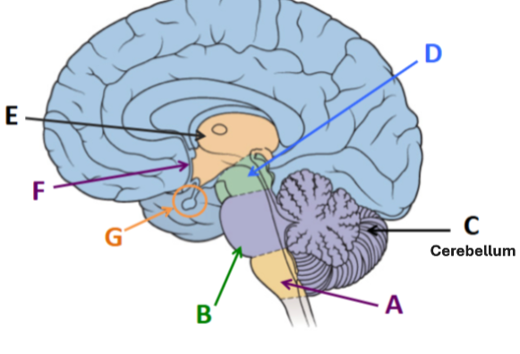 <p><span style="background-color: transparent;">A structure located at the back of the brain, dorsal to the pons, that is involved in the central regulation of movement and in some forms of learning.</span></p>